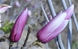 Flores en flor (Old obras Hong OK)