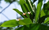 Flower close-up (Old œuvres Hong OK) #15