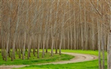 Planter des arbres fonds d'écran (4) #9