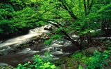 Waterfall streams wallpaper (4) #10