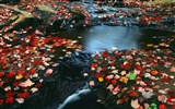 Waterfall-Streams Wallpaper (5) #12