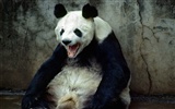 National Geographic animal wallpaper album (1) #8