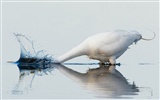 National Geographic album papier peint des animaux (1) #17