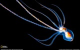 National Geographic animal wallpaper album (1) #19