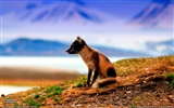 National Geographic animal wallpaper album (2)