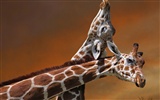 National Geographic animal wallpaper album (2) #11