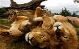 National Geographic animal wallpaper album (2) #15