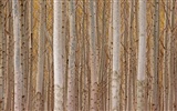 Bäume pflanzen Wallpaper (7) #17