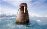 National Geographic animal wallpaper album (3)