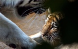 National Geographic animal wallpaper album (3) #4