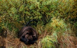 National Geographic album papier peint des animaux (3) #9