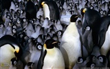 National Geographic animal wallpaper album (3) #10