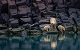 National Geographic album papier peint des animaux (3) #14