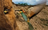 National Geographic zvířecí tapety album (3) #16