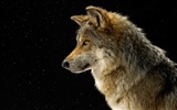 National Geographic animal wallpaper album (4) #2