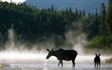 National Geographic album papier peint des animaux (4) #3