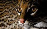 National Geographic animal wallpaper album (4) #4