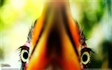 National Geographic animal wallpaper album (4) #15