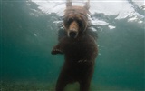 National Geographic animal wallpaper album (4) #17