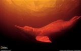 National Geographic Tier Wallpaper Album (4) #19