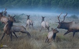 National Geographic animal wallpaper album (5) #7