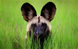 National Geographic animal wallpaper album (5) #9