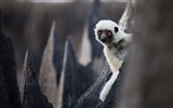 National Geographic animal wallpaper album (5) #10