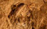 National Geographic animal wallpaper album (5) #11