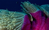 National Geographic animal wallpaper album (5) #12