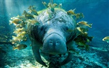 National Geographic animal wallpaper album (5) #13