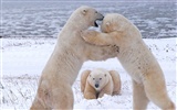 National Geographic animal wallpaper album (5) #16