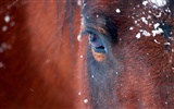 National Geographic album papier peint des animaux (5) #17