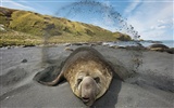 National Geographic album papier peint des animaux (6) #2