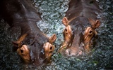 National Geographic album papier peint des animaux (6) #3