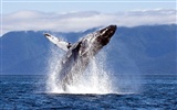 National Geographic animal wallpaper album (6) #10