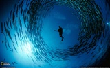 National Geographic Tier Wallpaper Album (6) #13