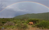 National Geographic album papier peint des animaux (6) #16