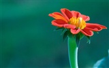 Widescreen-Wallpaper Blumen close-up (11)