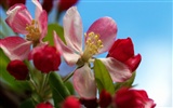 Widescreen-Wallpaper Blumen close-up (11) #2