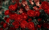 Widescreen wallpaper flowers close-up (11) #5