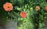 Widescreen-Wallpaper Blumen close-up (11) #7