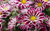 Widescreen wallpaper flowers close-up (11) #12