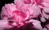 Widescreen wallpaper flowers close-up (11) #19