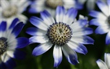 Widescreen-Wallpaper Blumen close-up (11) #20