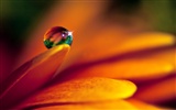 HD Wallpaper Blumen und Wassertropfen