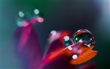 HD Wallpaper Blumen und Wassertropfen #6