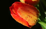 HD wallpaper flowers and drops of water #13