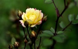 꽃의 HD 사진 모음 (1) #2