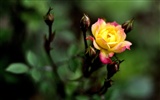 collection Fleurs photographie HD (1) #5