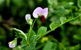 HD Flores colección de fotografía (2)